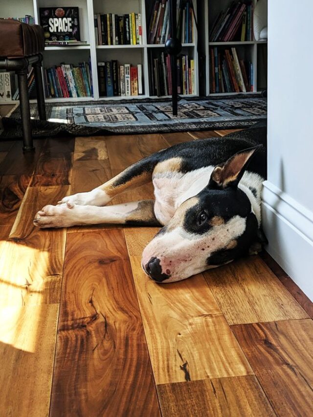 how-to-get-rid-of-skunk-smell-in-6-easy-steps-bloom-in-the-black
