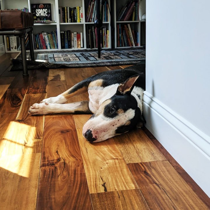 Bull terrier laying on floor.