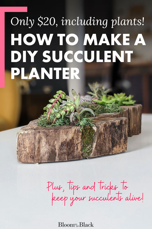 How to make a DIY succulent planter for $20 -- including the succulents!