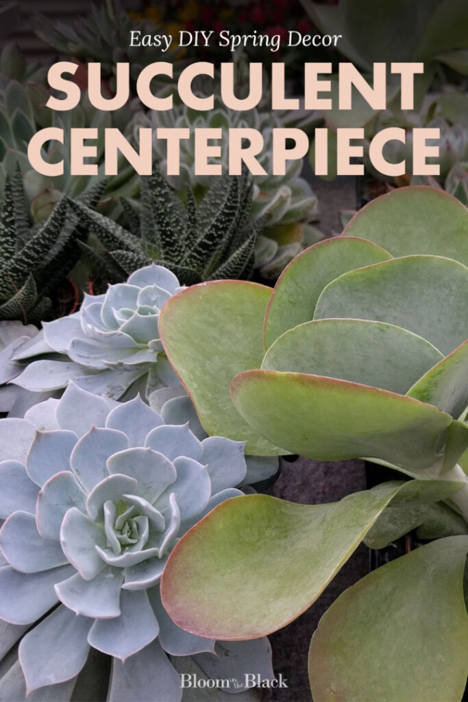 Close-up of succulents. The copy reads, "Easy DIY Spring Decor: Succulent Centerpiece."